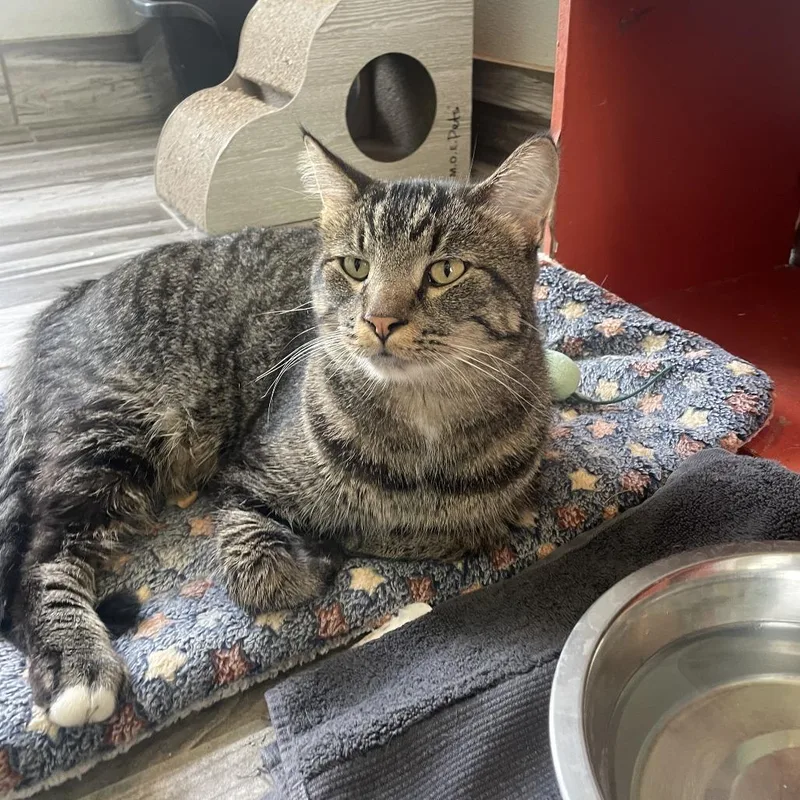A young small-sized male Domestic Short Hair cat named Pawsha Pashkov for adoption in West Des Moines, IA