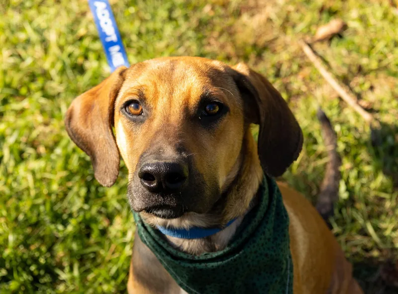 A baby medium-sized male Brown / Chocolate Hound dog named Rufus for adoption in BONIFAY, FL