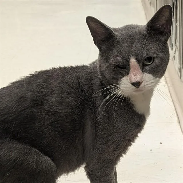 A young medium-sized male Domestic Short Hair cat named Maui for adoption in Olivette, MO