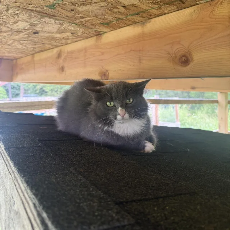 An adult medium-sized female Gray / Blue / Silver Domestic Medium Hair cat named Fluff for adoption in Waynesboro, PA