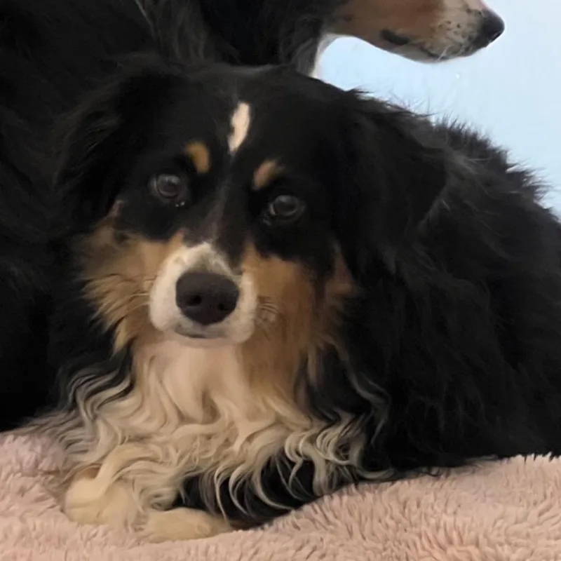 An adult medium-sized female Black Mixed Breed dog named Sweet Pea for adoption in Pensacola, FL