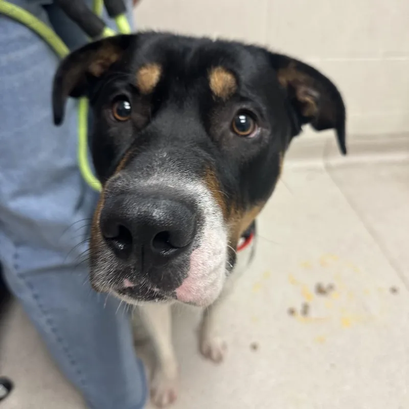 A young large-sized male Mixed Breed dog named Drake for adoption in Murray, UT