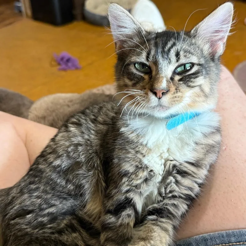 A baby small-sized male Domestic Medium Hair cat named Yoshi for adoption in Natchitoches, LA