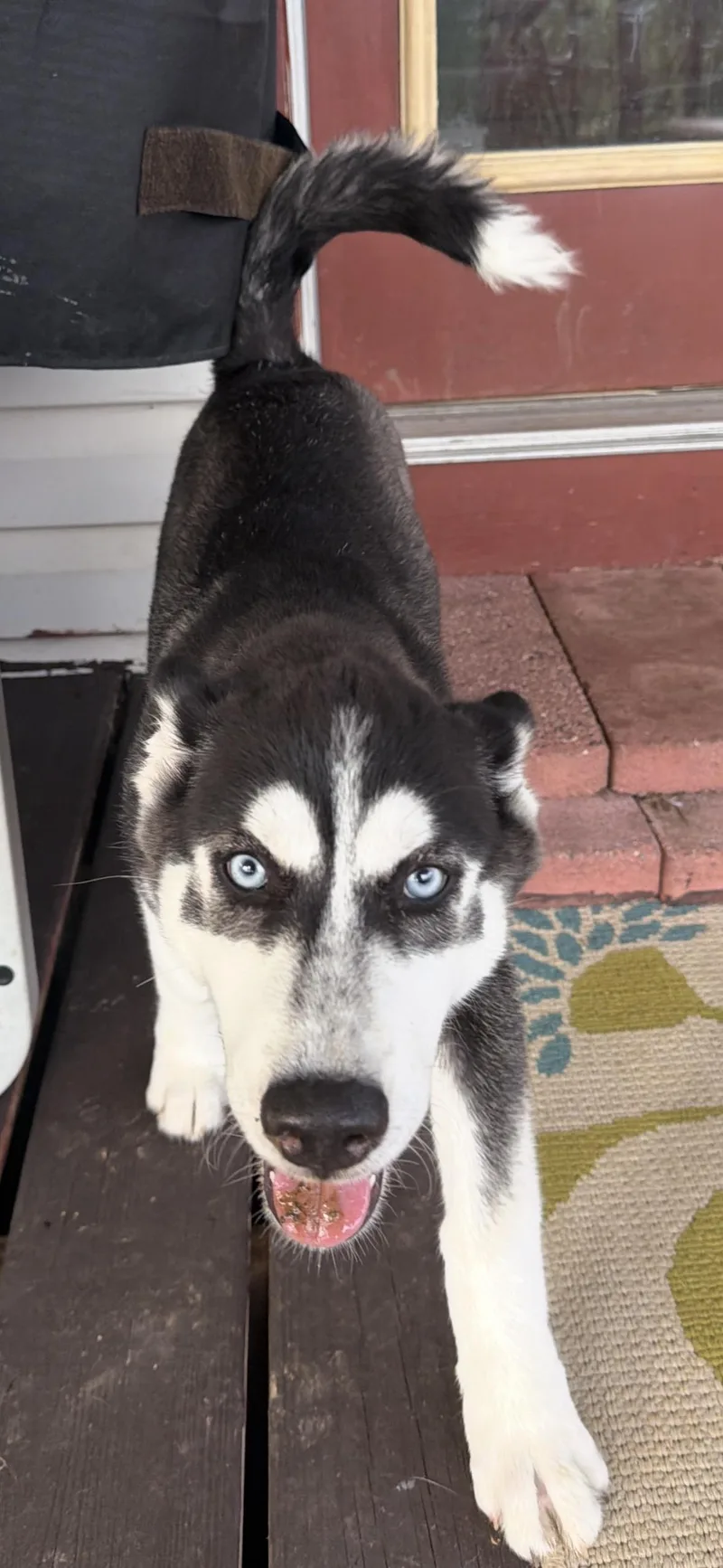 A baby medium-sized female Siberian Husky dog named Star for adoption in York, PA