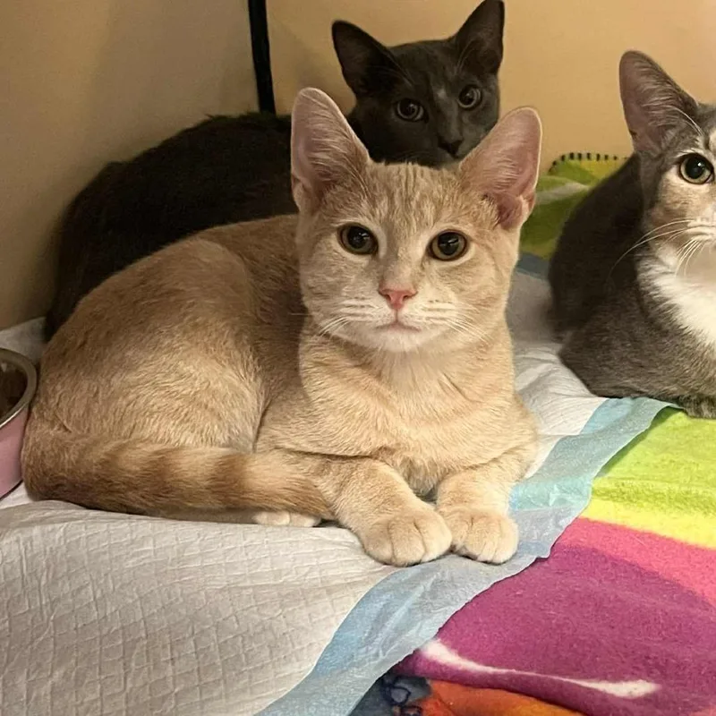 A young small-sized male Buff / Tan / Fawn Domestic Short Hair cat named Jonathan for adoption in Reisterstown, MD
