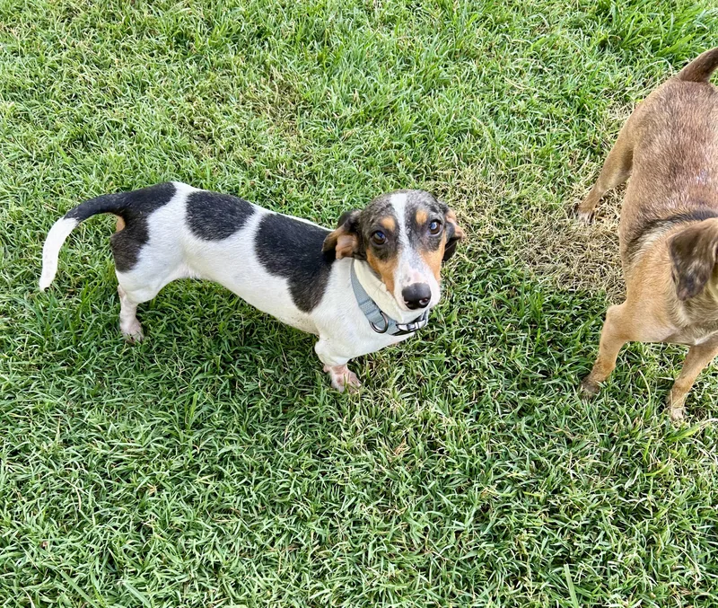 An adult small-sized male Gray / Blue / Silver Dachshund dog named Benny for adoption in Chickasha, OK