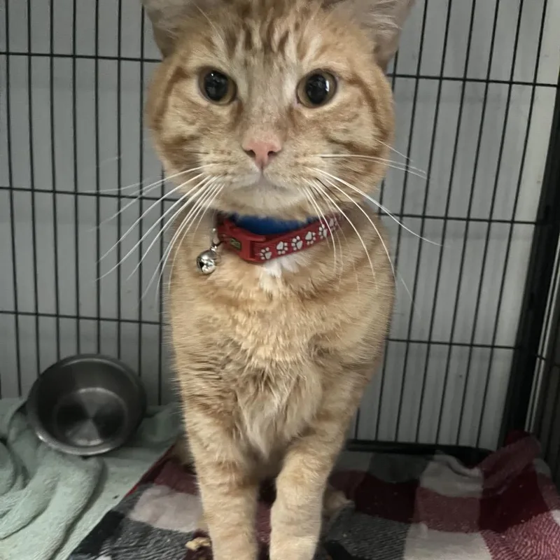 An adult large-sized male Orange / Red Domestic Short Hair cat named Cheddar for adoption in Lakeland, FL