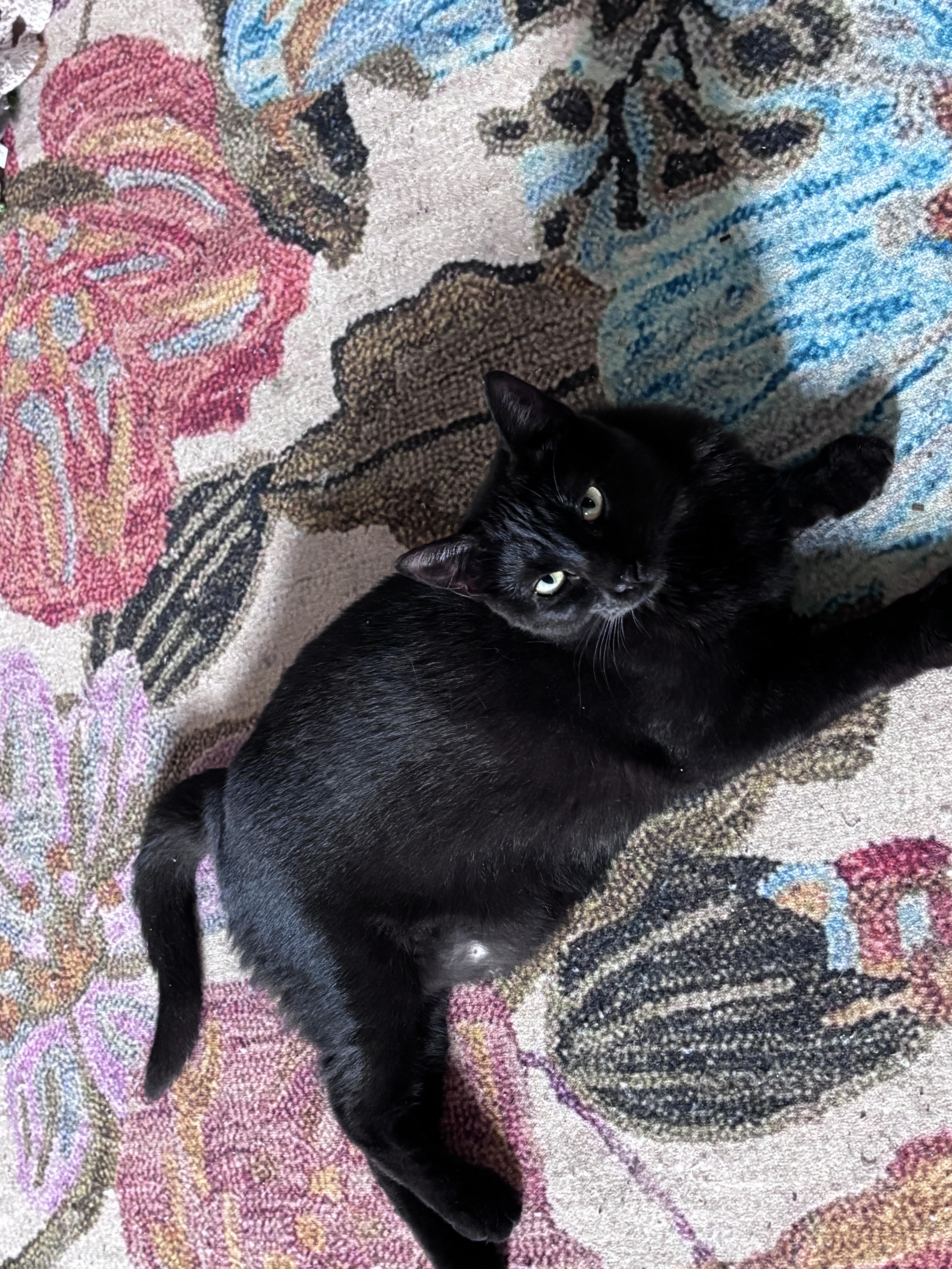 A young medium-sized female Domestic Short Hair cat named Bashful & Sleepy for adoption in Mayfield, NY