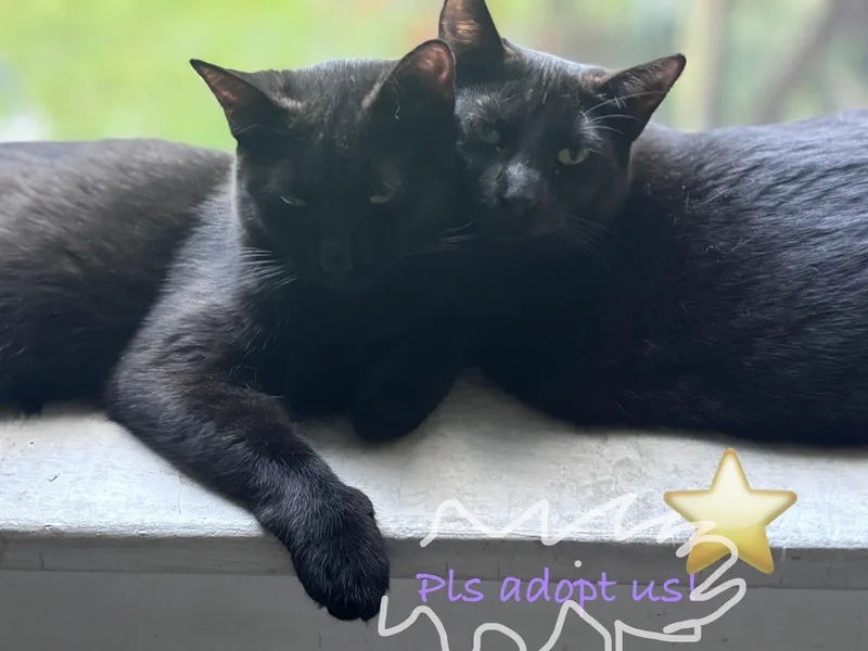 Bashful & Sleepy thumbnail 3