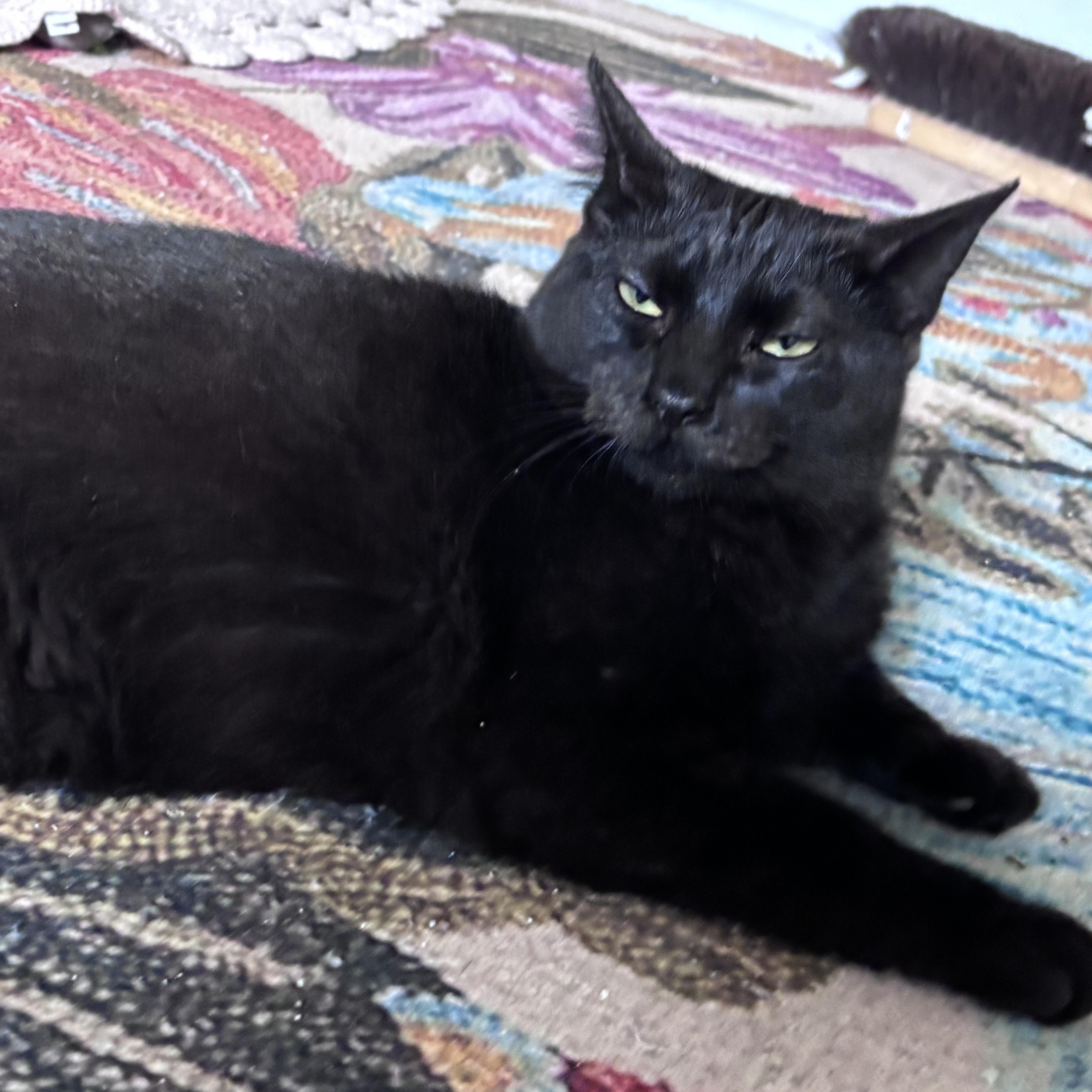 Bashful & Sleepy thumbnail 4