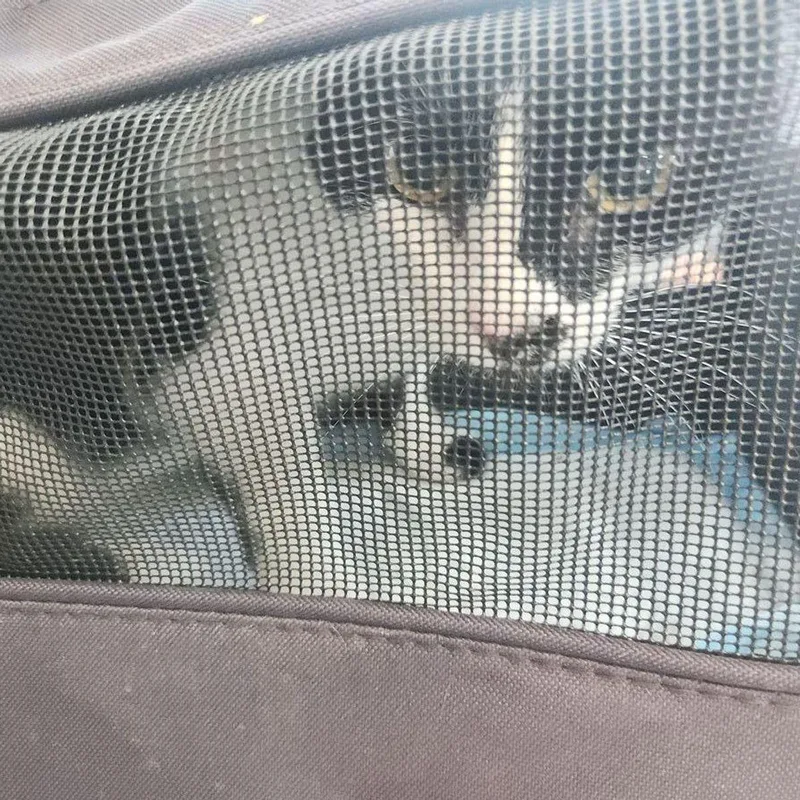 An adult medium-sized female Domestic Short Hair cat named Monkey for adoption in Kingman, AZ