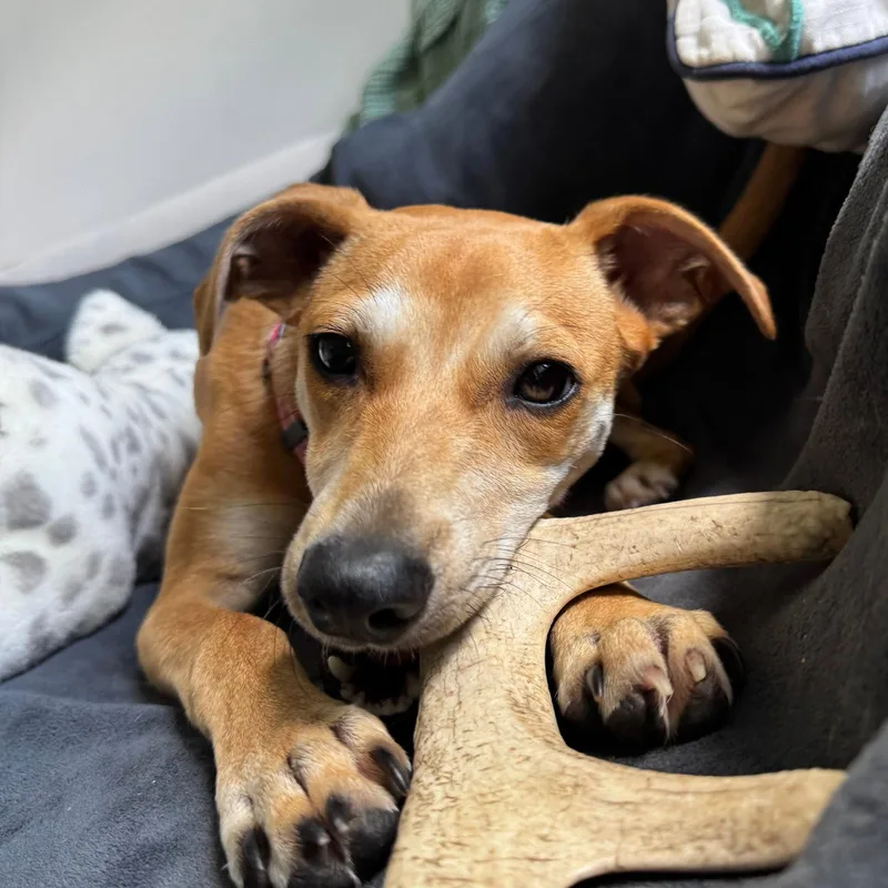 A young small-sized female Whippet dog named Duckie for adoption in Magnolia Springs, AL