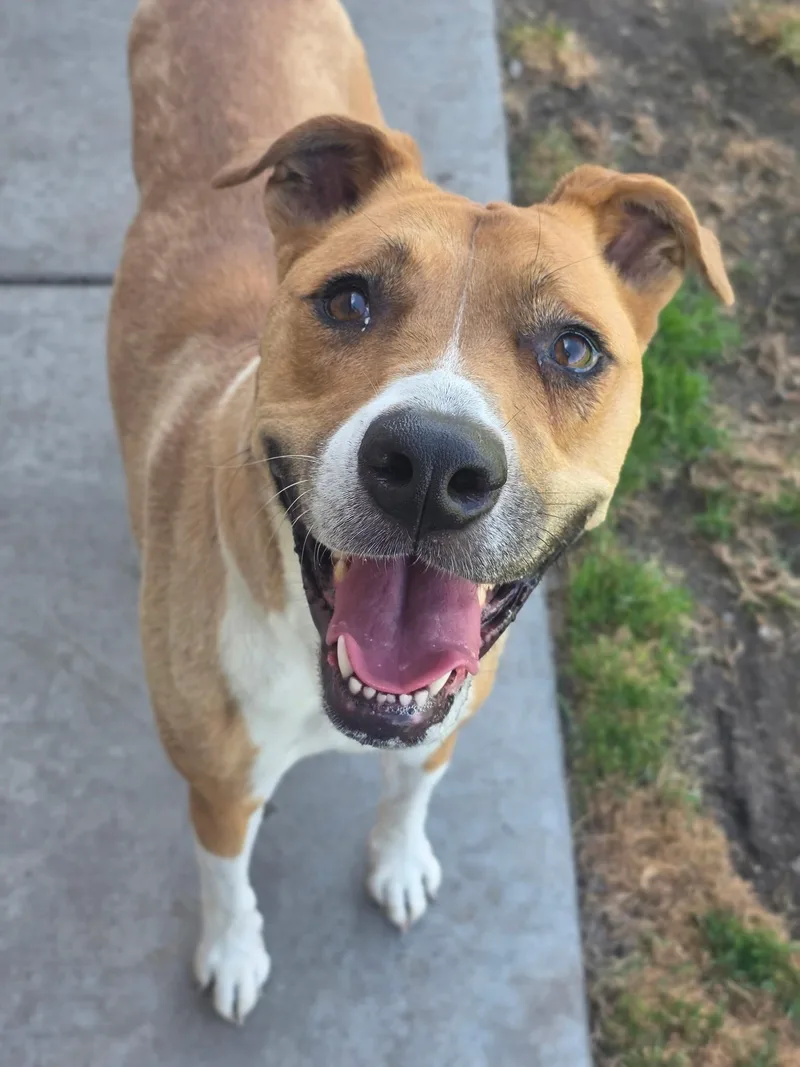 An adult large-sized female Golden Pit Bull Terrier dog named Frances for adoption in Manteca, CA