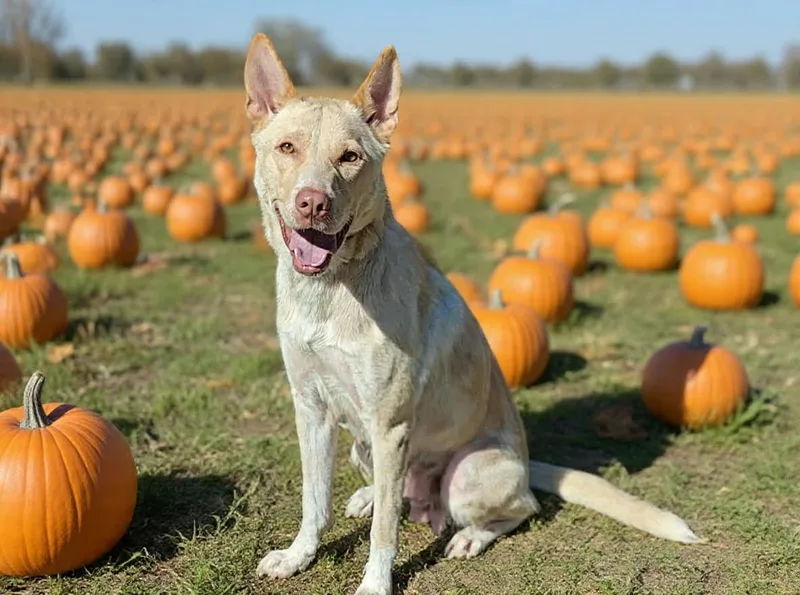 An adult medium-sized male Husky dog named Chloe for adoption in Royal Palm Beach, FL