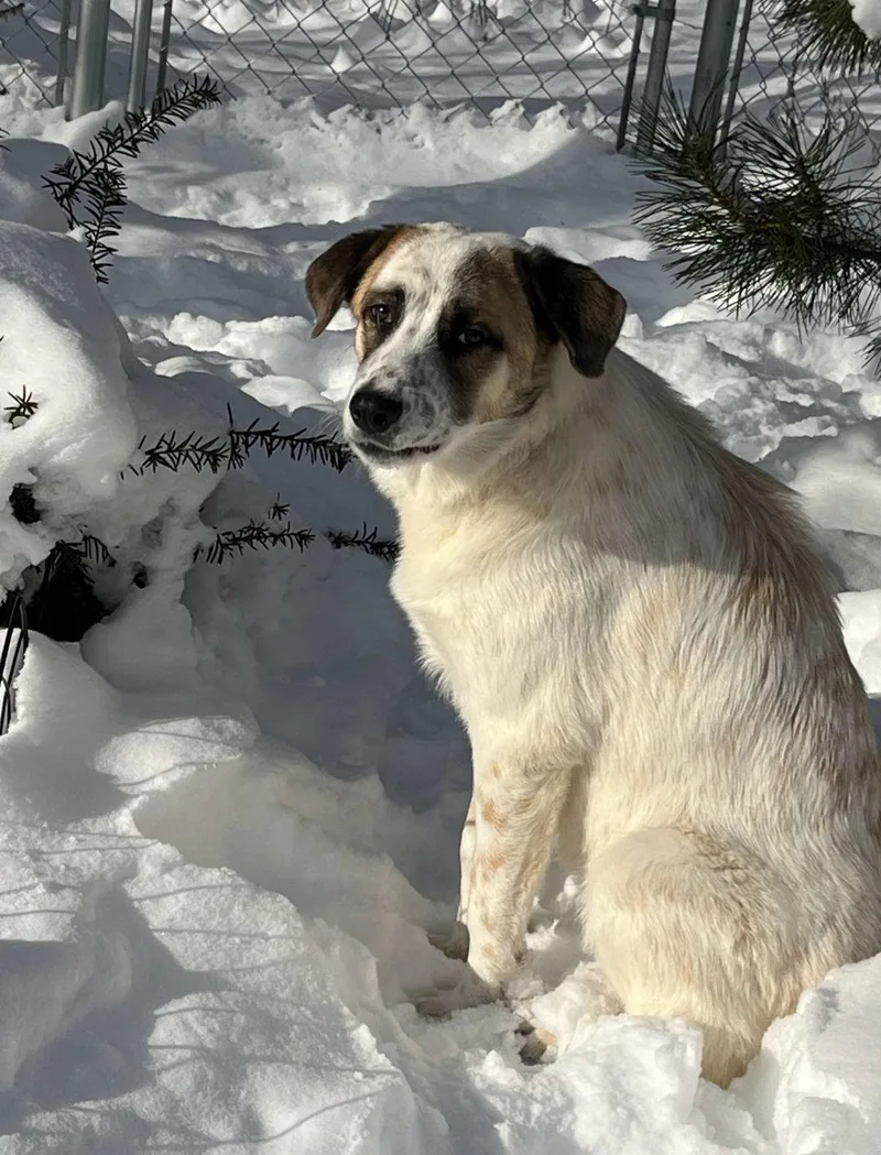 Frosty Burlington vt Area thumbnail 3