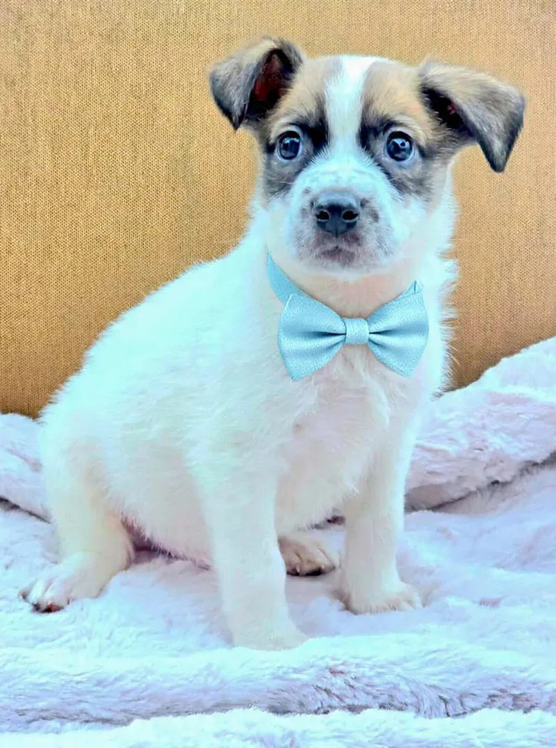 A baby medium-sized male White / Cream Australian Cattle Dog / Blue Heeler dog named Robby for adoption in Corona Del Mar, CA