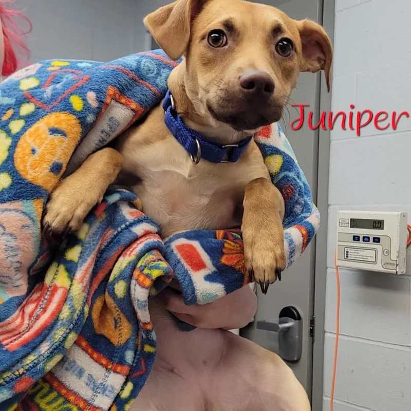 Juniper
