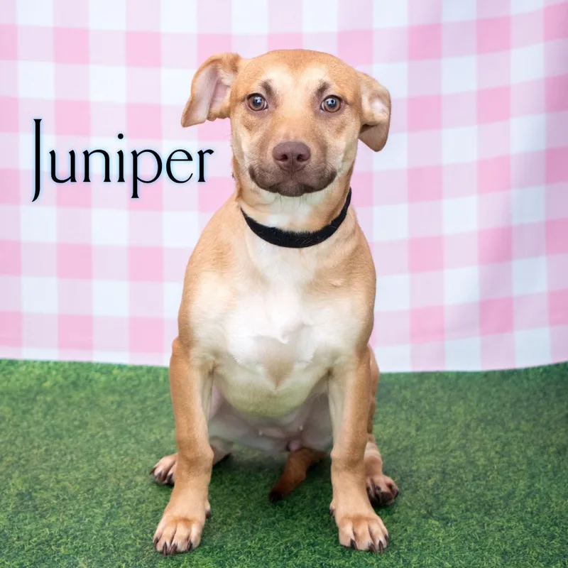 Juniper thumbnail 2