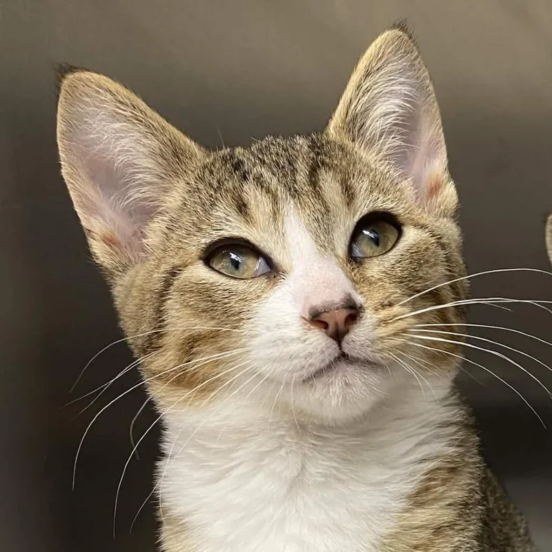 A baby small-sized male Brown / Chocolate Domestic Short Hair cat named Cordelio for adoption in Gloucester, VA