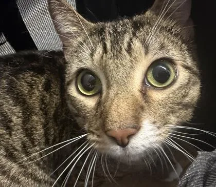 An adult medium-sized male Domestic Short Hair cat named Rudy for adoption in West Chester, PA