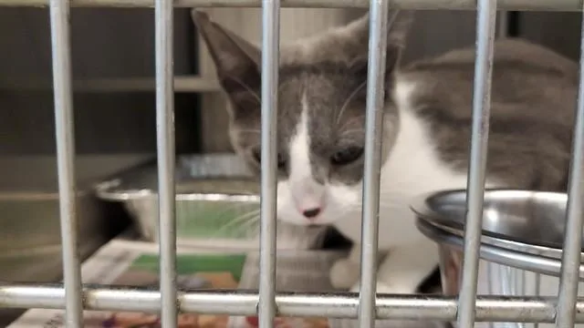 A young medium-sized female Domestic Short Hair cat named Tete for adoption in Aurora, IL