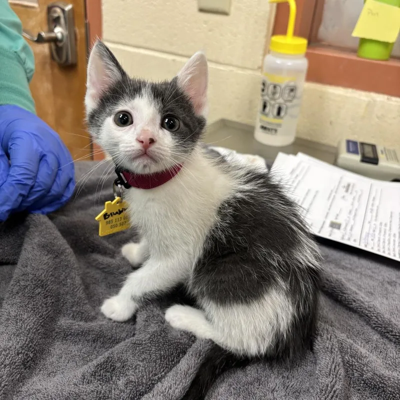 A baby small-sized female Gray / Blue / Silver Domestic Short Hair cat named Bibimbap % Off! for adoption in Springfield, MA