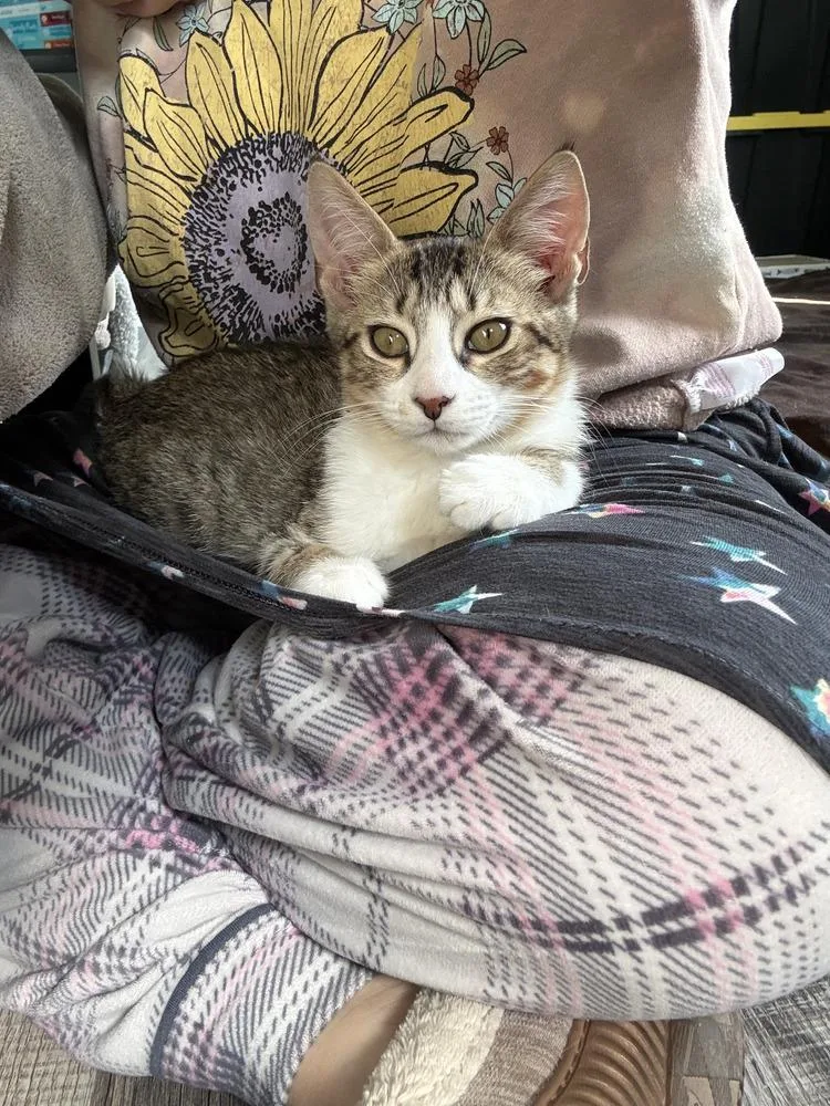 A baby small-sized male Domestic Short Hair cat named Noah for adoption in Hudson, NH