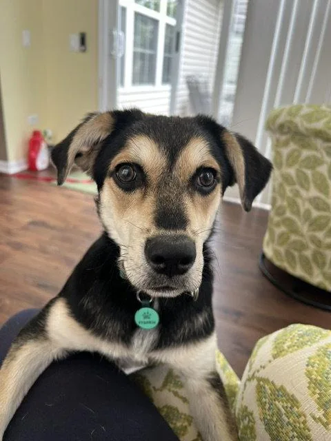 A baby medium-sized male Labrador Retriever dog named FrankieOlaf for adoption in Elgin, IL
