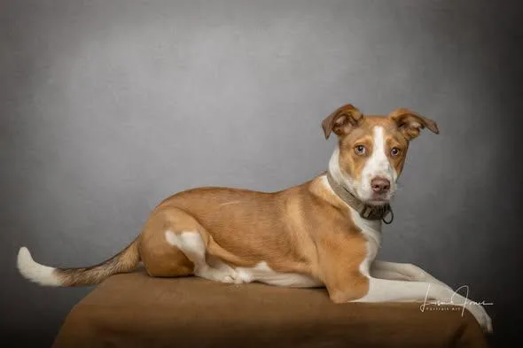 A young medium-sized female Mixed Breed dog named Honey for adoption in Cullman, AL