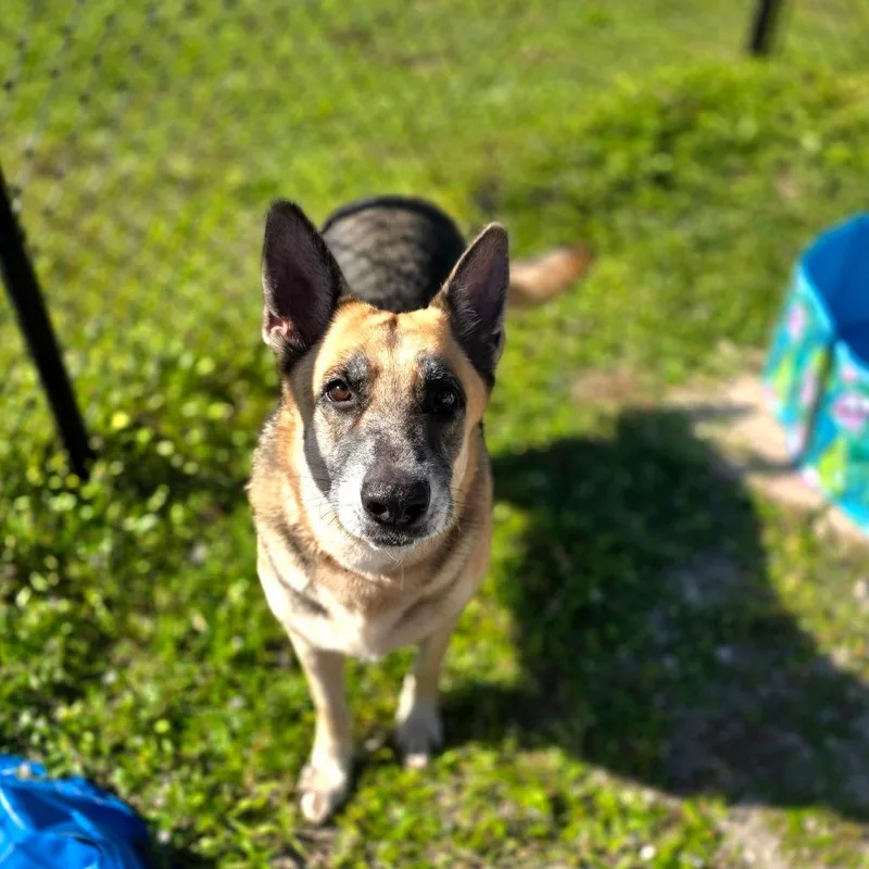 An adult extra large-sized female Yellow / Tan / Blond / Fawn German Shepherd Dog named D for adoption in Port Charlotte, FL