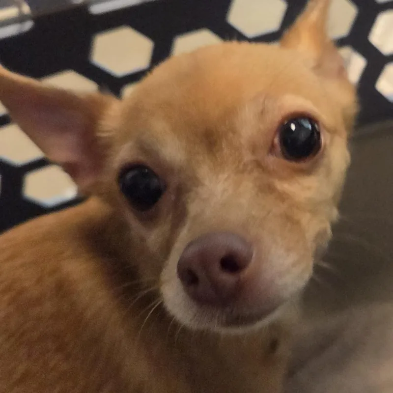 An adult small-sized female White / Cream Mixed Breed dog named Dumpling for adoption in Leander, TX