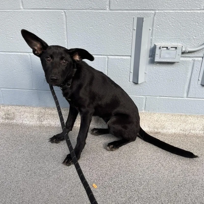 A baby medium-sized female Black German Shepherd Dog named Arwen LEMONT HOARDING HOUSE for adoption in Palatine, IL