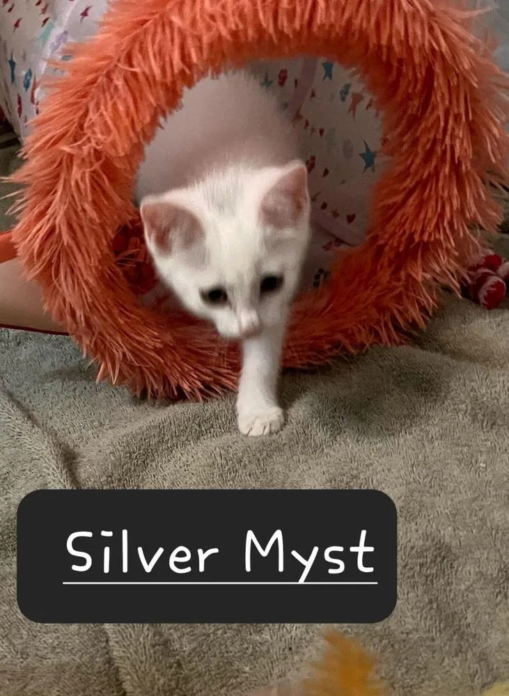 A baby small-sized male Gray & White Domestic Short Hair cat named Silver Myst for adoption in Dallas, TX