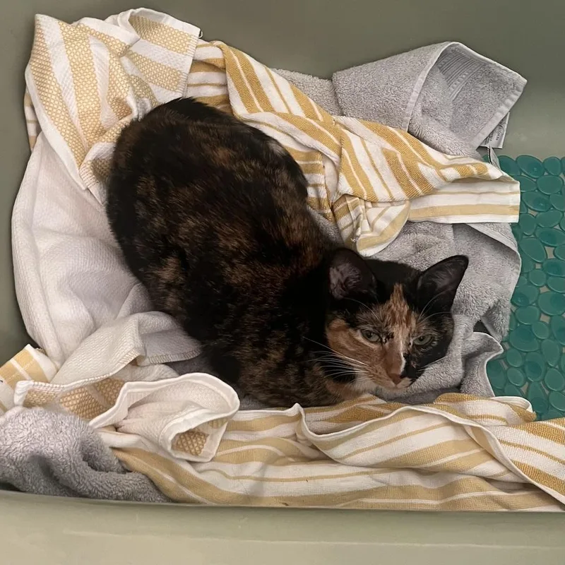 An adult medium-sized female Domestic Short Hair cat named Agnes for adoption in Chicago, IL