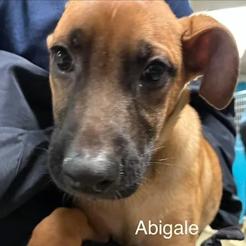 A baby medium-sized female Yellow / Tan / Blond / Fawn Mixed Breed dog named Abigale for adoption in Knoxville, TN