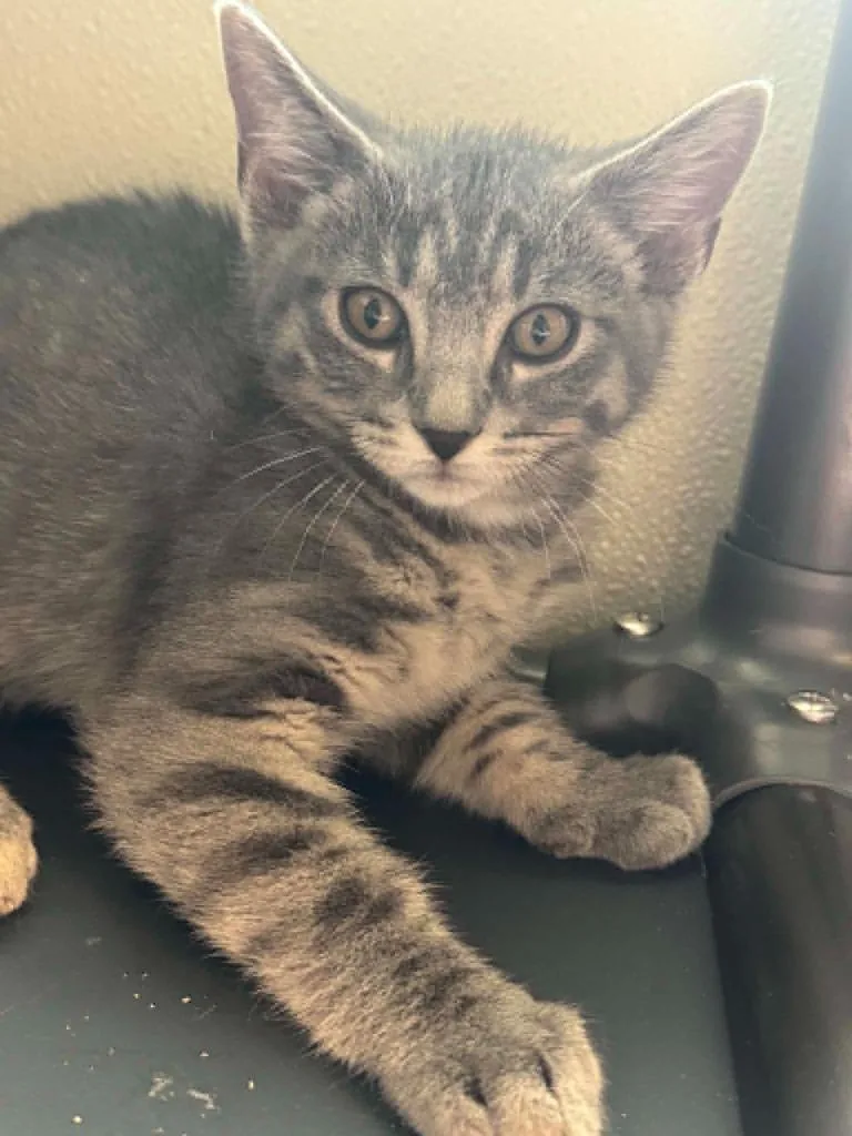 A baby small-sized male Domestic Short Hair cat named Franklin for adoption in Boone, IA