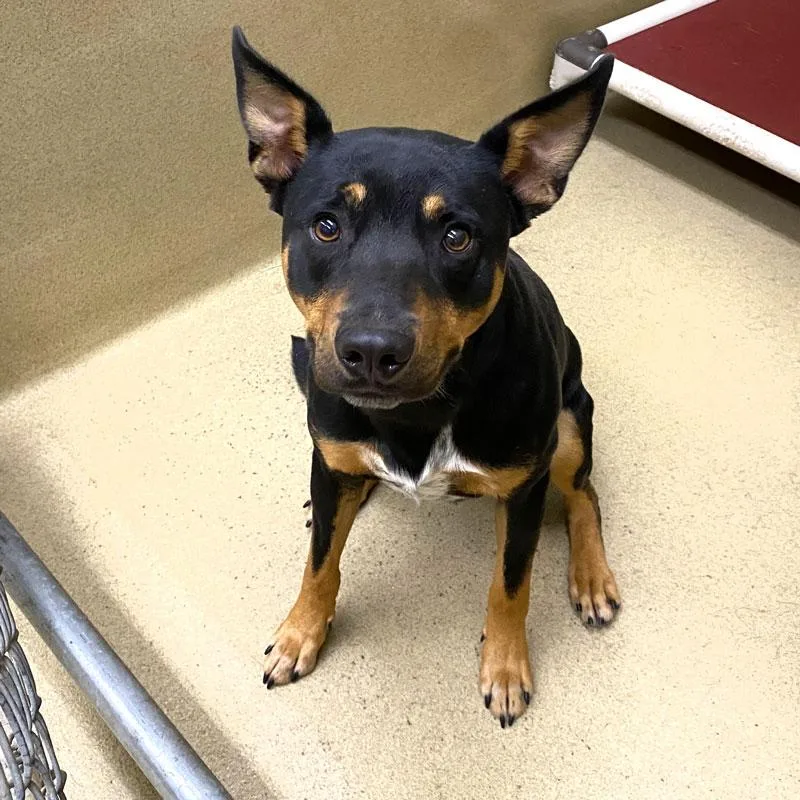 A young medium-sized male Cattle Dog dog named Rowdy for adoption in Monroe, GA