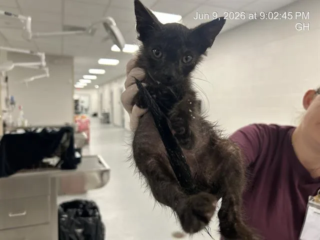 A baby small-sized male Domestic Short Hair cat named Bingo for adoption in Ocala, FL