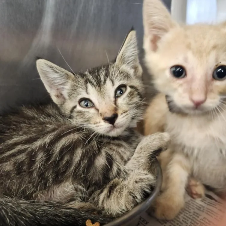 A baby small-sized male Domestic Short Hair cat named Jasper for adoption in Houston, TX