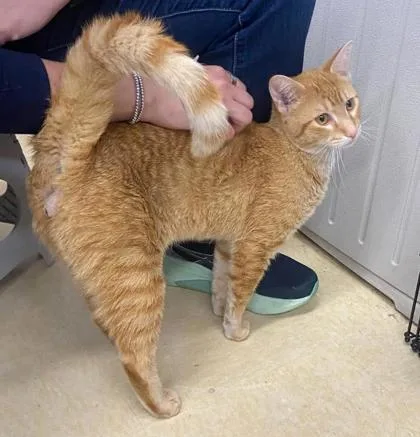An adult medium-sized male Orange / Red Domestic Short Hair cat named Griffin for adoption in Kansas City, MO