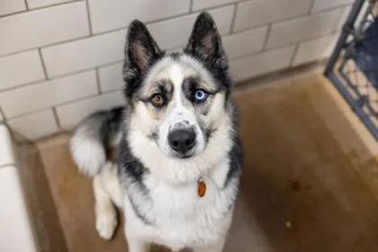 An adult large-sized male Siberian Husky dog named Koda for adoption in Woodbury, MN