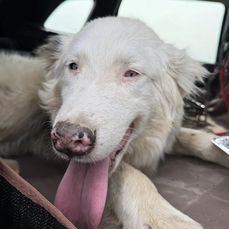 A young medium-sized male White / Cream Australian Shepherd dog named Falcore for adoption in Sonoma, CA
