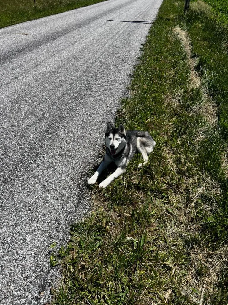 An adult large-sized female Husky dog named Effie for adoption in Greenfield, IN