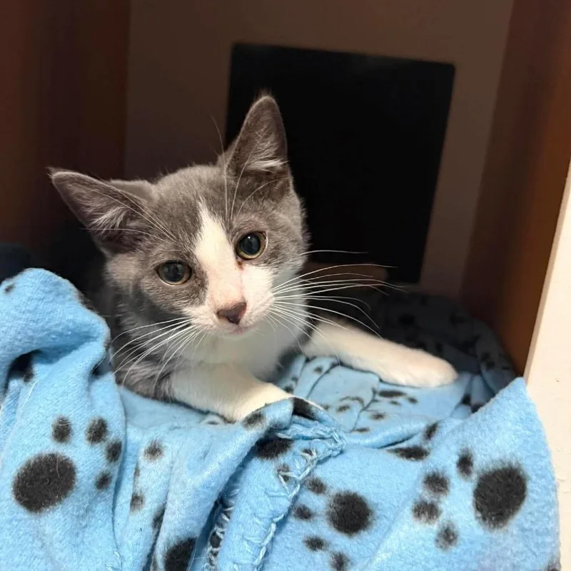 A baby small-sized male Gray / Blue / Silver Domestic Short Hair cat named Sonic for adoption in Inwood, WV
