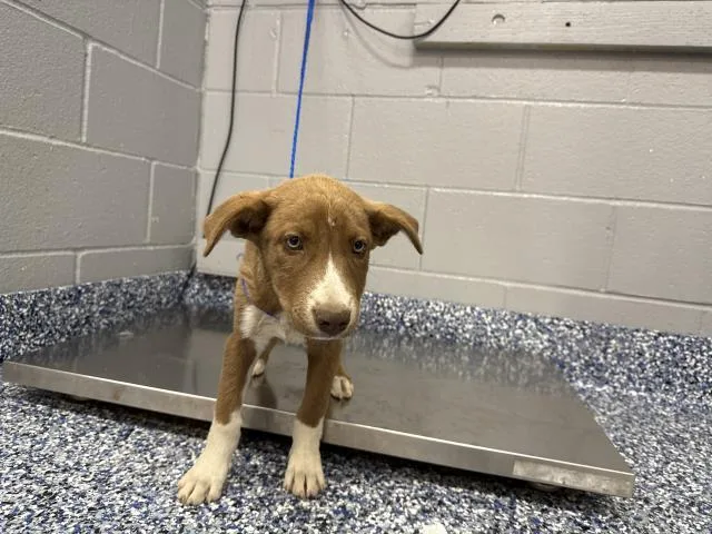 A baby small-sized female Pit Bull Terrier dog named Sophie for adoption in Thousand Palms, CA