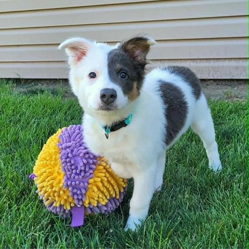 A baby medium-sized female White / Cream Mixed Breed dog named Concha for adoption in Joliet, IL