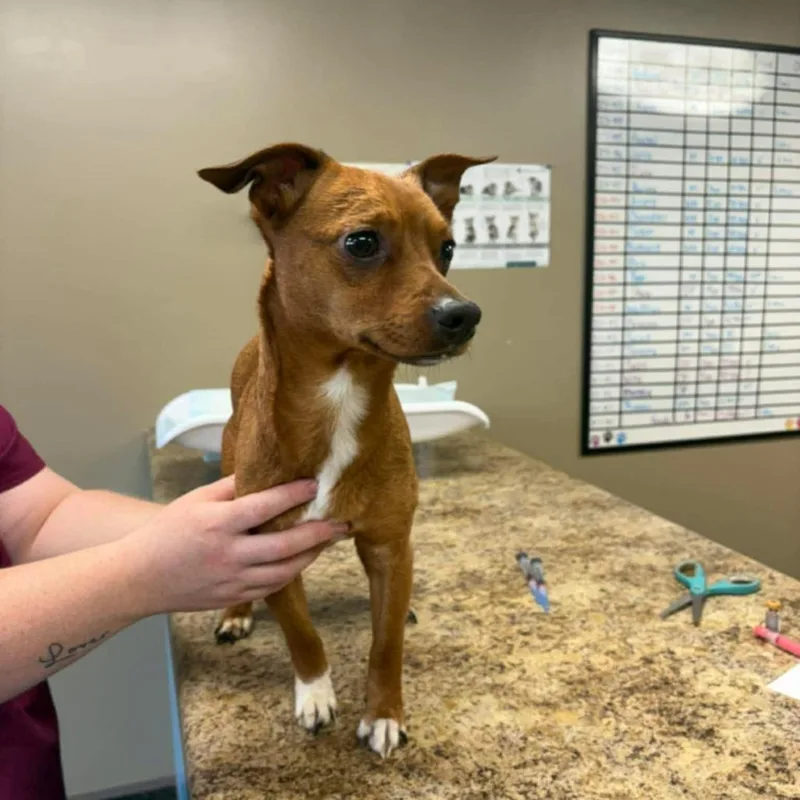 An adult small-sized male Yellow / Tan / Blond / Fawn Chihuahua dog named Nugget for adoption in Fairfax Station, VA