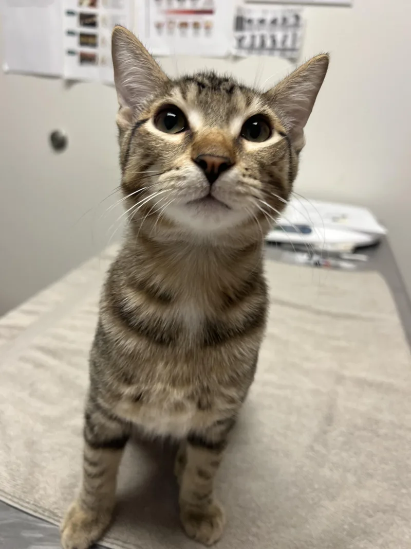 An adult large-sized female Domestic Short Hair cat named Neytiri for adoption in Chico, CA