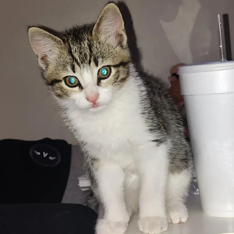 A baby small-sized female Tabby (Brown / Chocolate) Domestic Short Hair cat named Matcha for adoption in LITTLE MOUNTAIN, SC