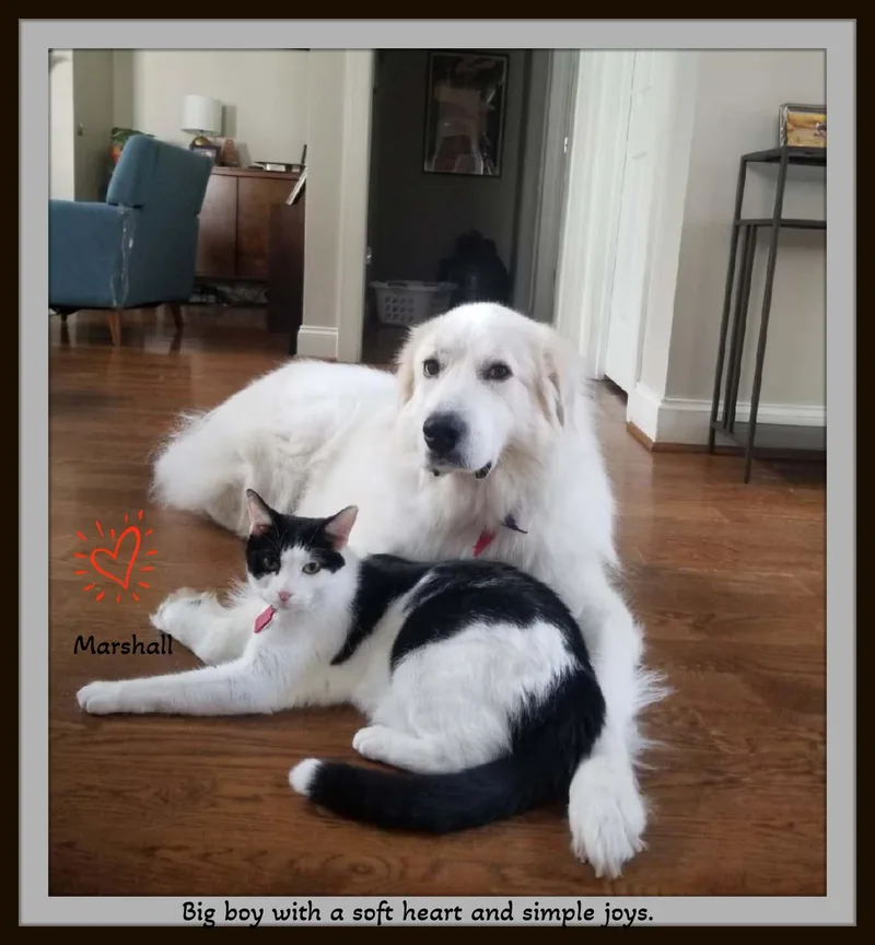 Meet Marshall — Your thumbnail 3